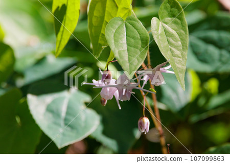 Epimedium grandiflorum, a spring flower that blooms like an anchor 107099863