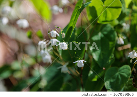 Epimedium grandiflorum, a spring flower that blooms like an anchor Epimedium grandiflorum, a spring flower that blooms like an anchor 107099866