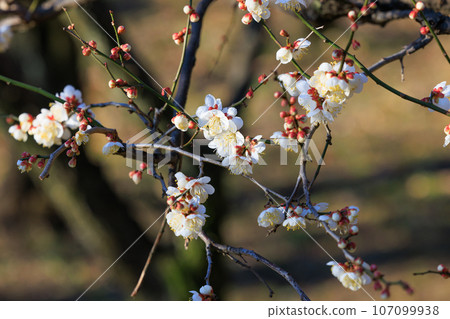 梅,預示著春天的花朵 梅,預示著春天的花朵 107099938
