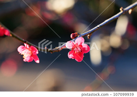 梅，預示著春天的花朵 107099939