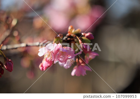 Ume, a flower that heralds spring 107099953