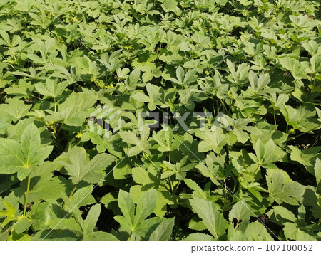 Okra cultivation example 107100052