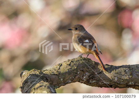 春天的梅花和冬天的鳥兒的紅尾鶯,不僅僅是冬天的美妙聲音 春天的梅花和冬天的鳥兒的紅尾鶯,不僅僅是冬天的美妙聲音 107100079