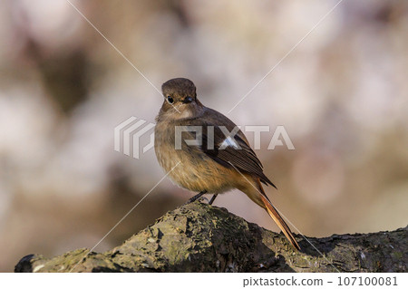 Plum blossoms heralding the arrival of spring and redstarts of winter birds, not just beautiful voices in winter 107100081