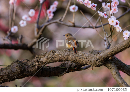Plum blossoms heralding the arrival of spring and redstarts of winter birds, not just beautiful voices in winter 107100085