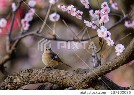 春天的梅花和冬天的鳥兒的紅尾鶯,不僅僅是冬天的美妙聲音 春天的梅花和冬天的鳥兒的紅尾鶯,不僅僅是冬天的美妙聲音 107100086