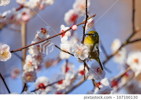 White-eye on plums that are mistaken for bush warblers 107100130