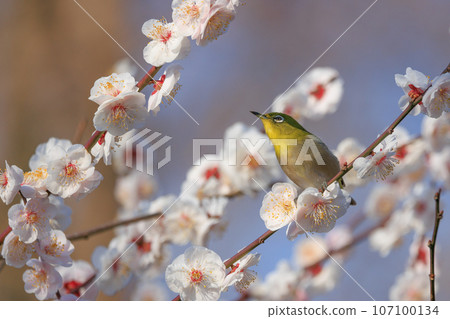 White-eye on plums that are mistaken for bush warblers White-eye on plums that are mistaken for bush warblers 107100134