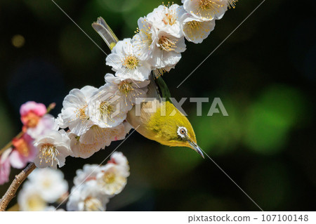 White-eye on plums that are mistaken for bush warblers 107100148