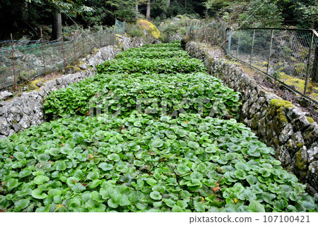 Wasabi was cultivated in the stream flowing into the Kawazu River. Wasabi was cultivated in the stream flowing into the Kawazu River. 107100421