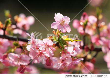 Sakura, a Japanese flower that colors encounters and farewells 107100433