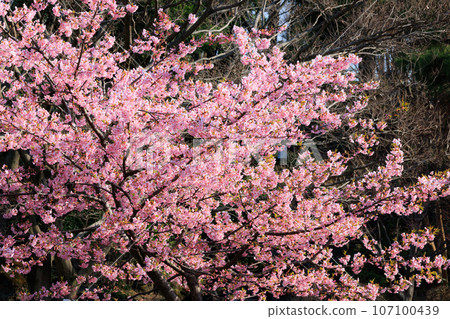 櫻花，一種為相遇和告別著色的日本花 107100439