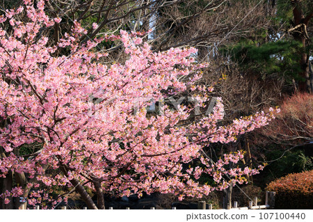 櫻花，一種為相遇和告別著色的日本花 107100440