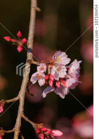 櫻花，一種為相遇和告別著色的日本花 107100454