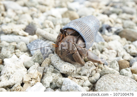 Environmental issue Hermit crab shells are trash 107100476