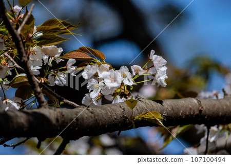 Sakura, a Japanese flower that colors encounters and farewells 107100494