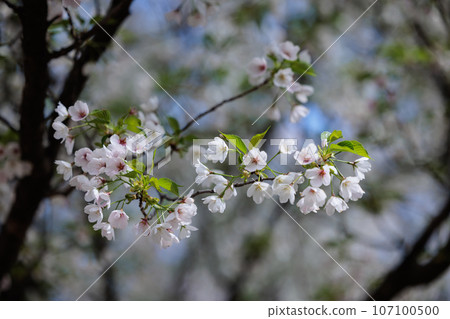 Sakura, a Japanese flower that colors encounters and farewells Sakura, a Japanese flower that colors encounters and farewells 107100500