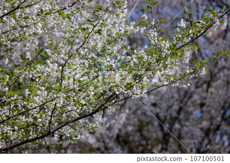 Sakura, a Japanese flower that colors encounters and farewells 107100501