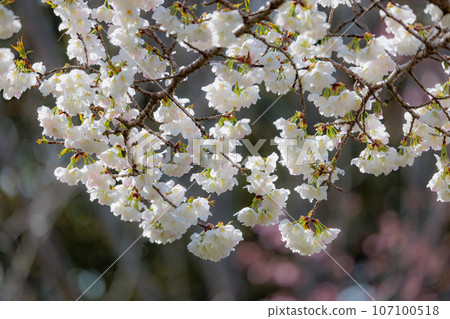 Sakura, a Japanese flower that colors encounters and farewells 107100518