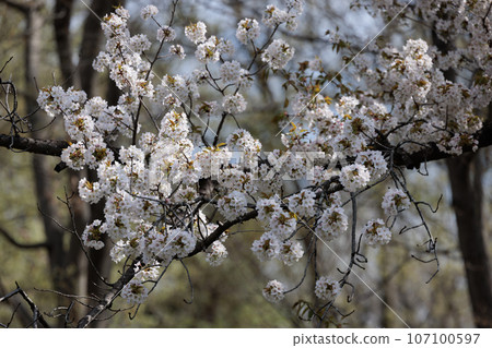Sakura, a Japanese flower that colors encounters and farewells Sakura, a Japanese flower that colors encounters and farewells 107100597