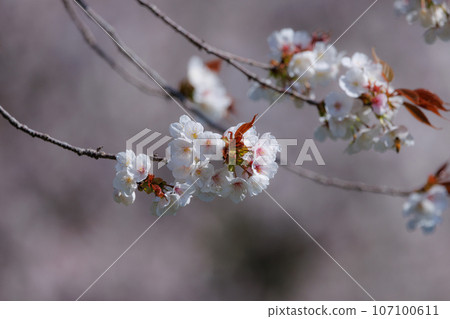 Sakura, a Japanese flower that colors encounters and farewells Sakura, a Japanese flower that colors encounters and farewells 107100611