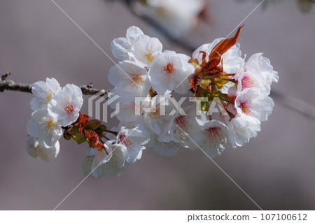 Sakura, a Japanese flower that colors encounters and farewells Sakura, a Japanese flower that colors encounters and farewells 107100612