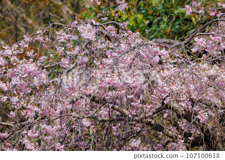 Sakura, a Japanese flower that colors encounters and farewells 107100618