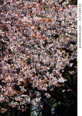 Sakura, a Japanese flower that colors encounters and farewells 107100638