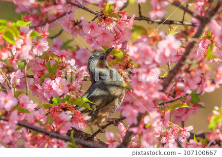 A brown-eared bulbul that likes spring cherry blossoms and flower petals A brown-eared bulbul that likes spring cherry blossoms and flower petals 107100667