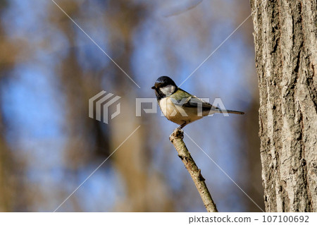 Familiar wild bird great tit with a cute chest tie Familiar wild bird great tit with a cute chest tie 107100692