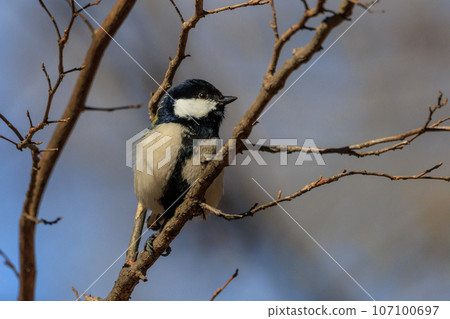Familiar wild bird great tit with a cute chest tie 107100697