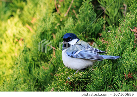 Familiar wild bird great tit with a cute chest tie Familiar wild bird great tit with a cute chest tie 107100699