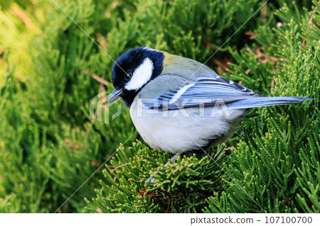 Familiar wild bird great tit with a cute chest tie 107100700