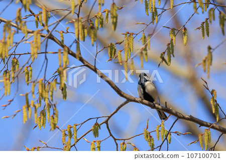 Familiar wild bird great tit with a cute chest tie Familiar wild bird great tit with a cute chest tie 107100701
