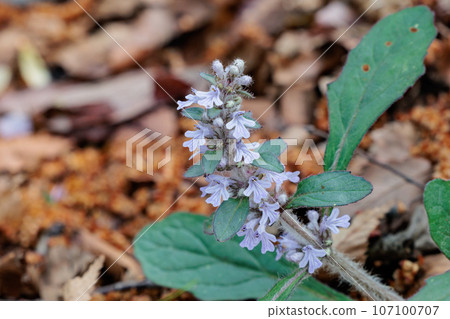 Bugleweed that blooms white and light purple florets in the inland hills and dry bright forests in spring Bugleweed that blooms white and light purple florets in the inland hills and dry bright forests in spring 107100707