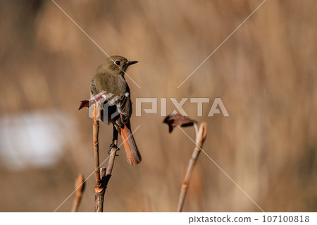 可愛的冬鳥 Daurian Redstart 女性 可愛的冬鳥 Daurian Redstart 女性 107100818