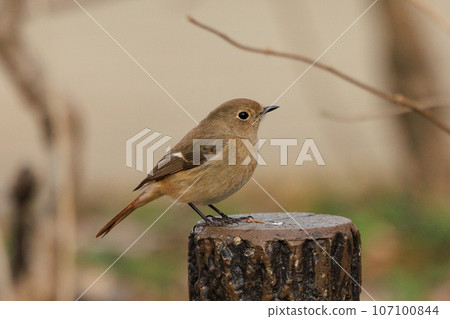 可愛的冬鳥 Daurian Redstart 女性 可愛的冬鳥 Daurian Redstart 女性 107100844