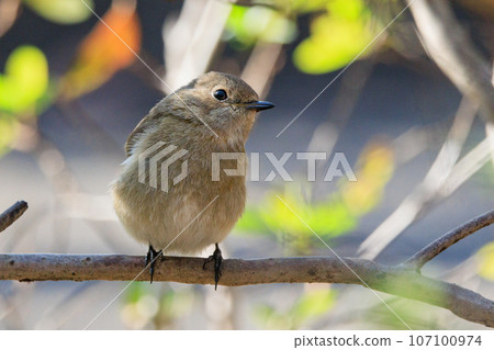 Adorable winter bird Daurian Redstart female 107100974