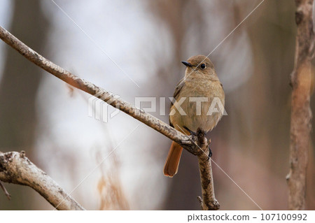 Adorable winter bird Daurian Redstart female 107100992