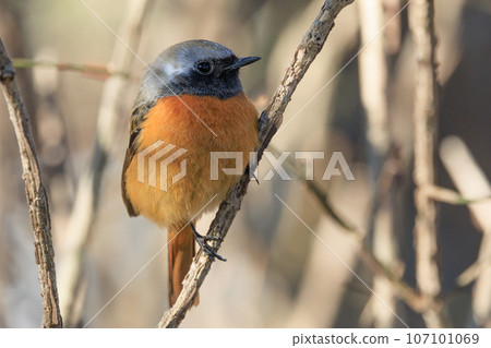 可愛的冬季鳥類達里安Redstart 107101069