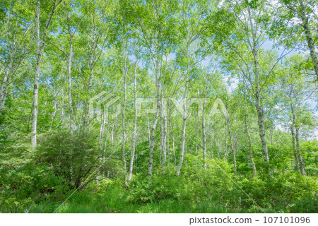 八千穗高原【日本最大的白樺群落】 八千穗高原【日本最大的白樺群落】 107101096