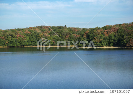 Oak trees turning brown due to withered oak seen from Sayama lake dam in Sayama hills in summer 107101097
