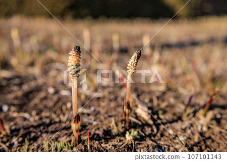 Horsetail horsetail, synonymous with spring Horsetail horsetail, synonymous with spring 107101143