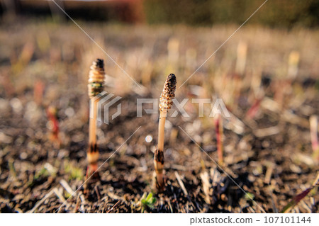 Horsetail horsetail, synonymous with spring Horsetail horsetail, synonymous with spring 107101144