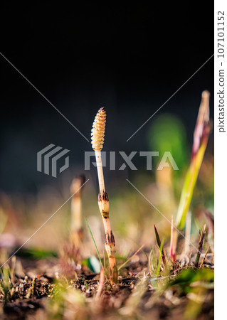 Horsetail horsetail, synonymous with spring Horsetail horsetail, synonymous with spring 107101152
