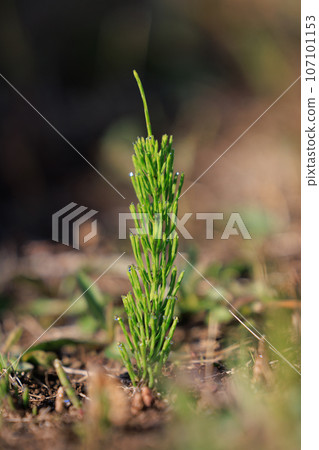 Horsetail horsetail, synonymous with spring 107101153