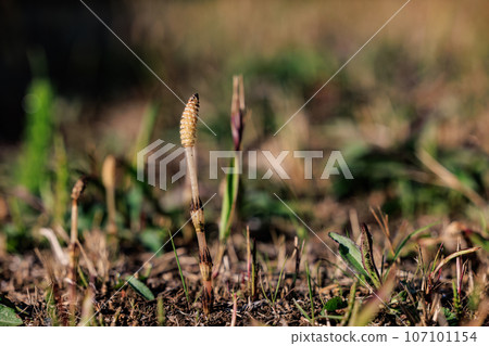 Horsetail horsetail, synonymous with spring 107101154