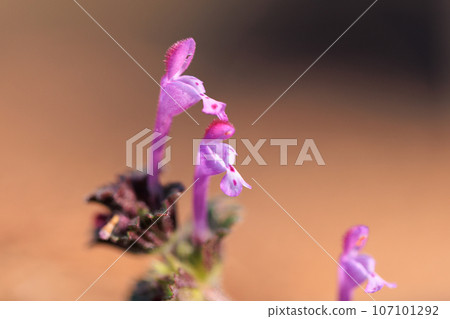 Henbit different from one of the seven spring herbs (Onitabiraco) Henbit different from one of the seven spring herbs (Onitabiraco) 107101292