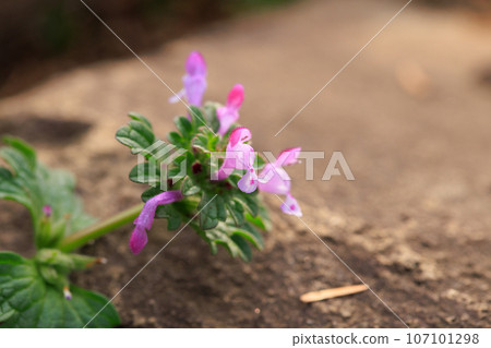 Henbit different from one of the seven spring herbs (Onitabiraco) 107101298