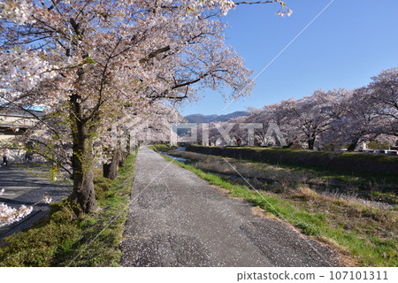 Row of cherry blossom trees Yokokawa, Okaya City, Nagano Prefecture 107101311